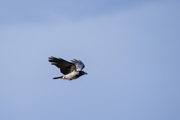 Flying raven on sky background, Armenia