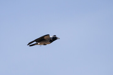 Flying raven on sky background, Armenia