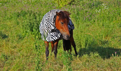 zebra horse 
