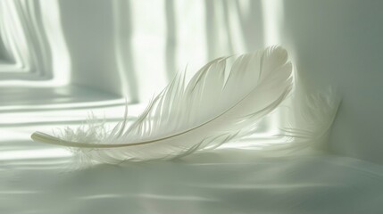 A solitary feather resting on a pristine white surface, delicately illuminated by a soft beam of light, capturing a moment of quiet elegance and grace.