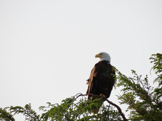 bald eagle in tree