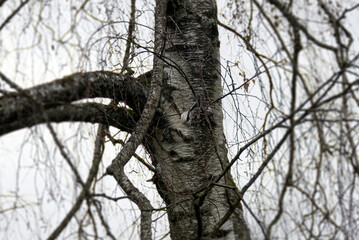 Long-tailed tit (Aegithalos caudatus) hanging off a tree branch in Zurich, Switzerland
