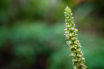 Close up photo of spinach flowers with bokeh backgrounds. Empty blank copy text space.