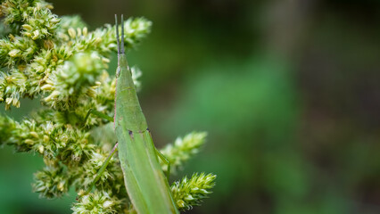 Macro photography of Atractomorpha crenulata Grasshopper perched on spinach flower. Empty blank copy text space. Atractomorpha Lata.