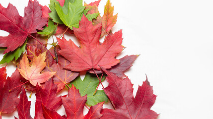 Autumn maple leaves isolated on white background with copy space for text
