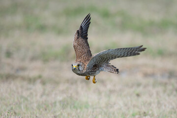 Fototapeta premium Portrait of common Kestrel