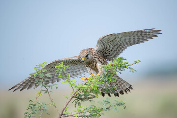 Portrait of common Kestrel