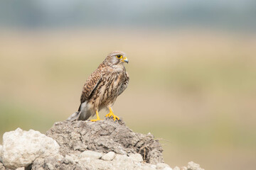 Portrait of common Kestrel