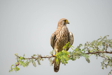 Portrait of common Kestrel