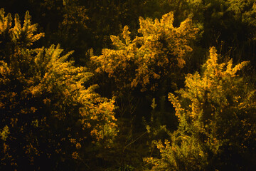 Yellow bushes at sunset