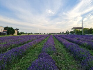 Lavender Fields,  Campground in Padova, Italy.. Nature and Travel  - obrazy, fototapety, plakaty