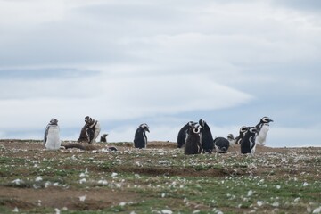 pinguin colony on magdalena islang in chile