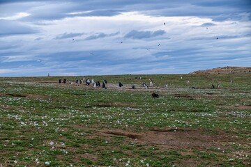 pinguin colony on magdalena islang in chile