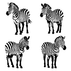 jumping striped African Zebra, hand-drawn