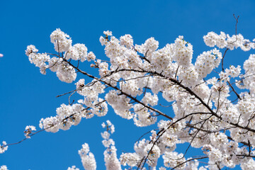 Beautiful cherry blossoms in Washington DC against a blue sky