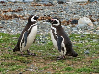 pinguin colony on magdalena islang in chile
