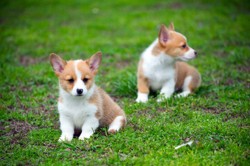 Portrait of cute pembroke welsh corgi puppies