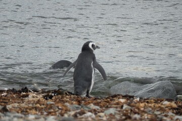 pinguin colony on magdalena islang in chile