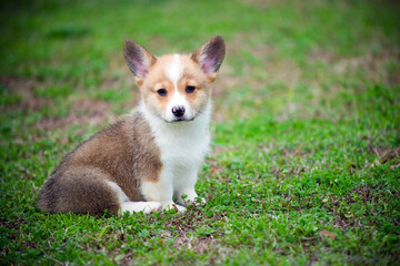 Portrait of cute pembroke welsh corgi puppies