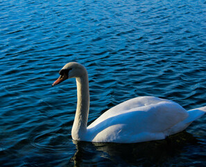 swan on the lake