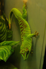 green lizard on a wall
