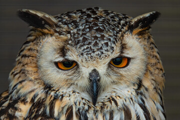 CLOSE UP, PORTRAIT: Stoic stare of a beautiful eagle owl with big orange eyes - obrazy, fototapety, plakaty