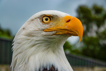 CLOSE UP, PORTRAIT: Profile of a bald eagle with striking yellow hooked beak