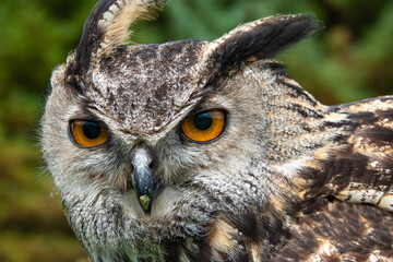 CLOSE UP, PORTRAIT: Sharp gaze of a majestic eagle owl with big orange eyes