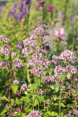 Thymus , thyme - healing herb and condiment growing in nature, natural floral background.