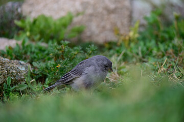 Plumbeous Sierra Finch, Quebrada del Condorito  National Park,Cordoba province, Argentina