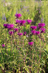Fototapeta premium Close-up of the border of a flowering garden with Monarda. Sunny summer day.