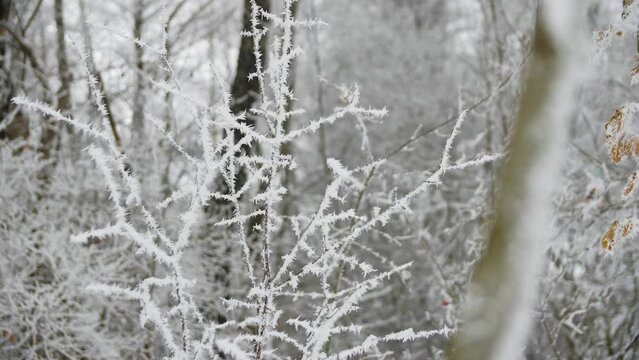 A close-up shot of tree branches covered with hoarfrost swaing in the wind on a frosty winter day. Snow -covered branches.
