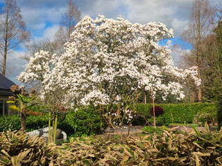 Huge blooming Magnolia tree, full of white flowers