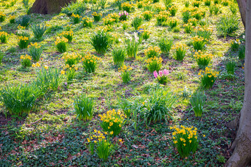 Beautiful view of a garden with numerous flowering daffodils on a sunny day in March