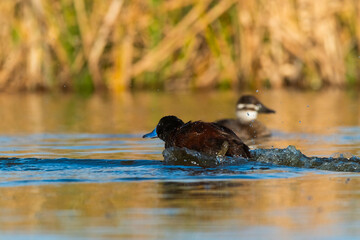  Lake Duck in Pampas Lagoon environment, La Pampa Province, Patagonia , Argentina.