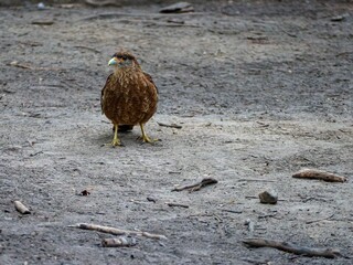 caracara birg in national park patagonia