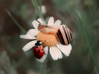 ladybug and snail on chamomile