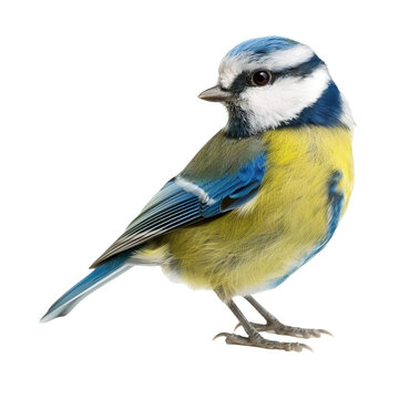  Blue tit bird on white background,png