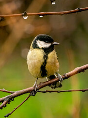 Great tit in the rain