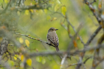 bird on a branch