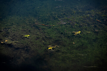 Frogs in lake, arboretum Tesarske Mlynany, Slovakia