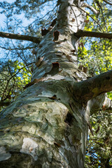 Detail of sycamore tree, arboretum Tesarske Mlynany, Slovakia - 762671117