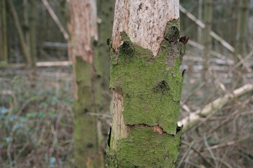 Durch Borkenkäfer, Trockenheit und Sturm geschädigter Fichtenwald