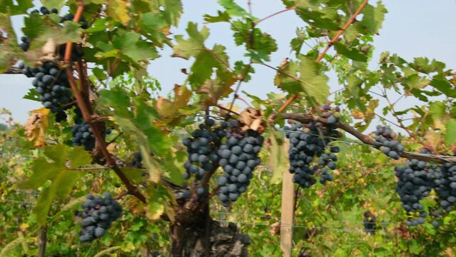 Close-up of bunches of ripe black-skinned grapes grapes on vine