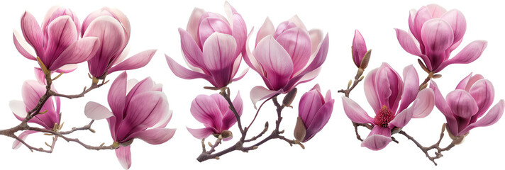 Set of blooming pink magnolia branches isolated