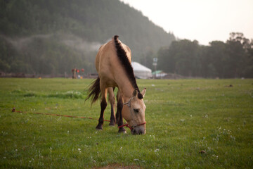 Buckskin horse grazing on green pasture, Mongolia countryside.