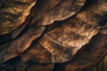 Artistic Macro Photography of Tobacco Leaf Veins and Patterns