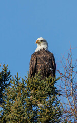 American bald eagle hunting from tree
