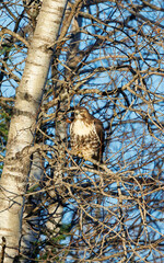 Cooper's hawk perch on tree in forest