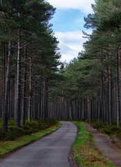 Single track road through forest of tall pine trees in scotland